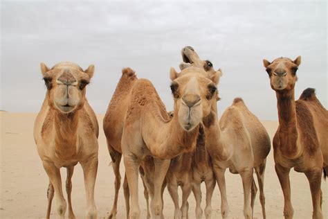 free camel images